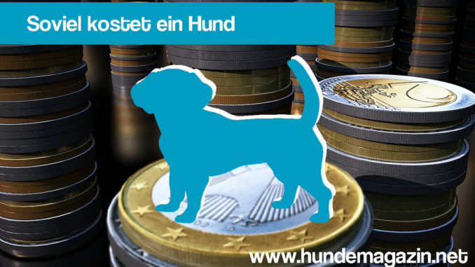 was kostet ein hund was kostet ein hund