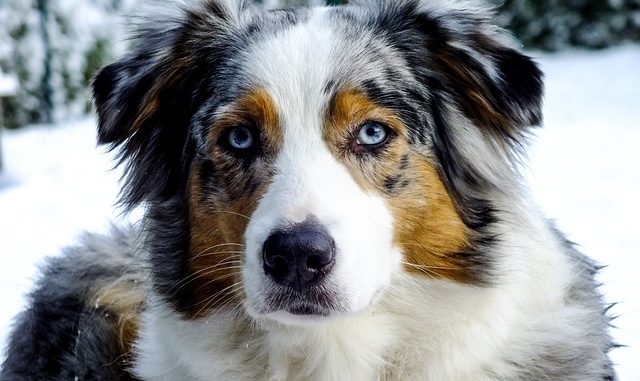 Australian Shepherd