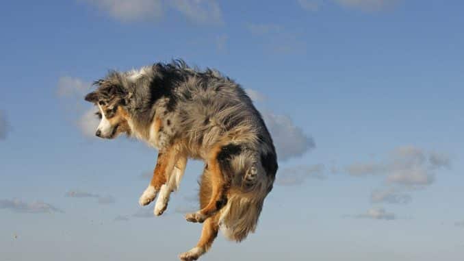 australian shephard in bewegung