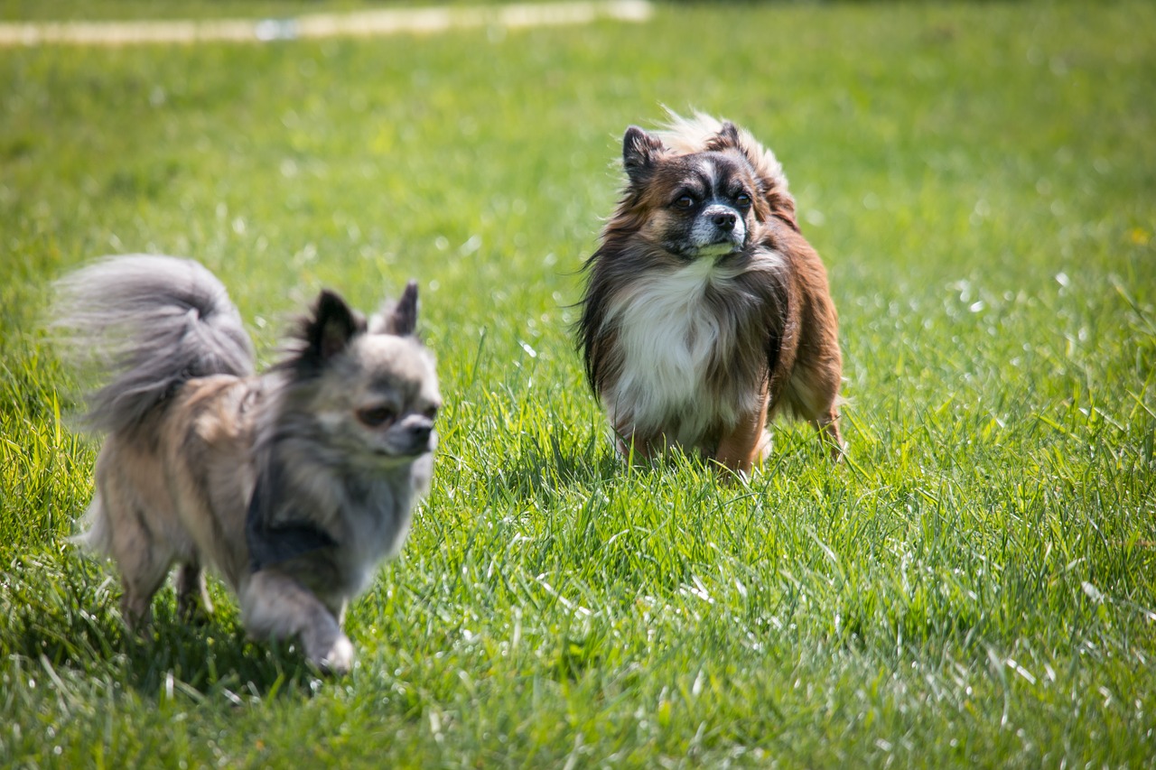 chihuahua-wesen