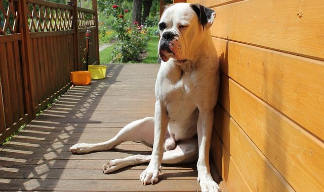 hundebestrafung ist das thema dieses artikels