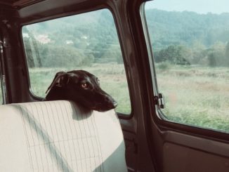 kleinmetall hundebox fehlt auf dem Bild. Der Hund ist nicht ausreichend gesichert im Auto