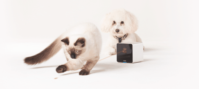 petcube laser