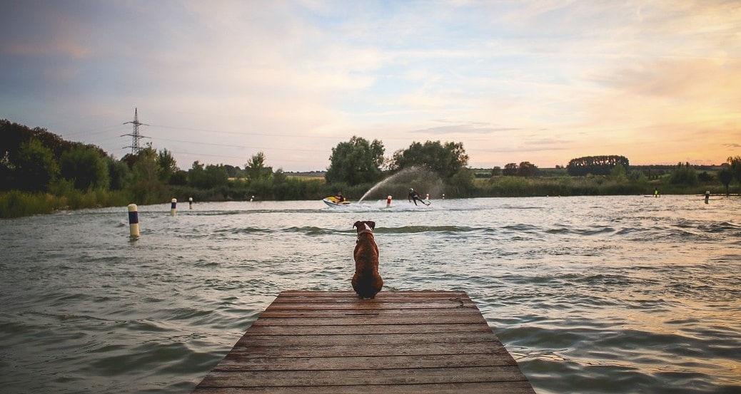 hundeschwimmbad