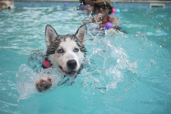 hunde-schwimmen