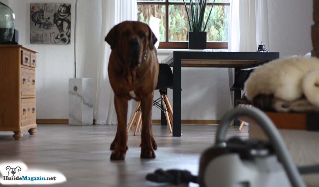 hund-angst-vor-staubsauger-schritt-1