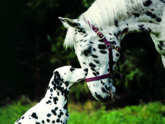 messe-hund-und-pferd-dortmund