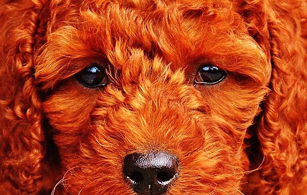 staubsauger tierhaare hundehaare katzenhaare 