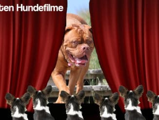 beste-hundefilme