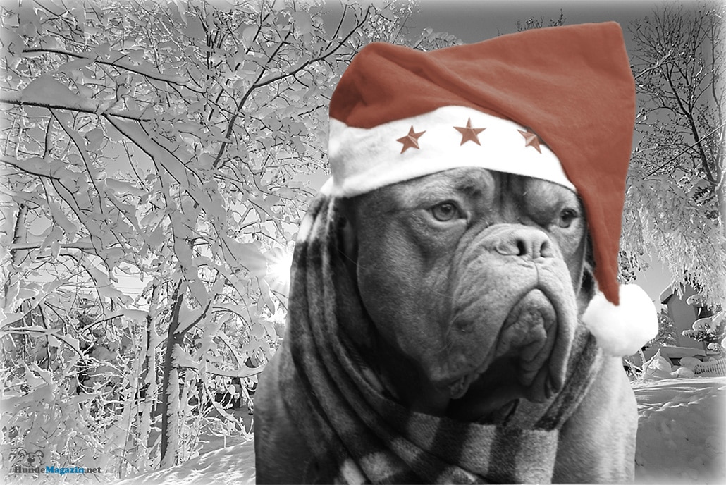 Weihnachtsgeschenke für Hunde