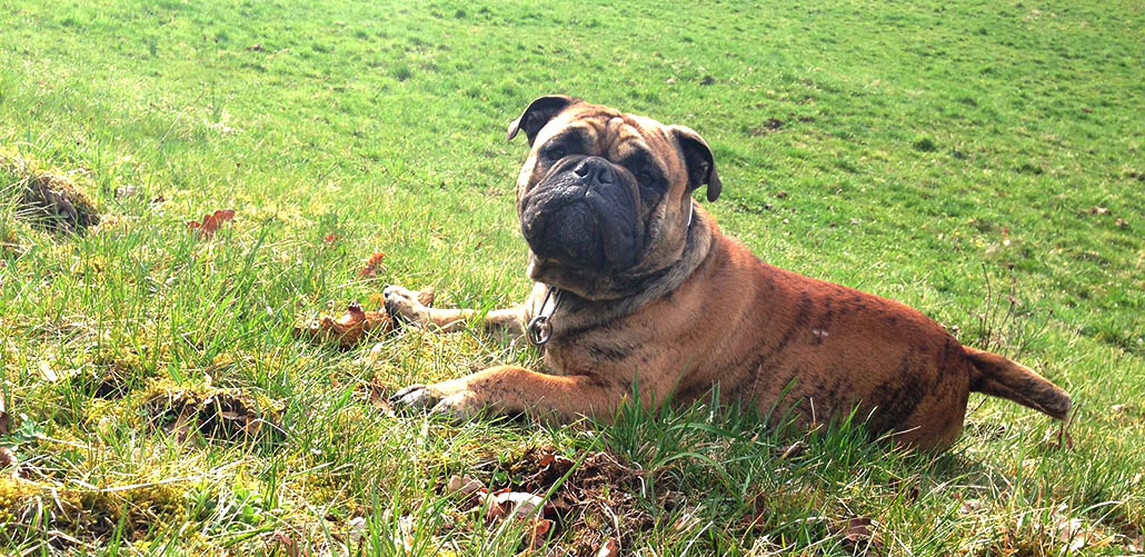 We did not find results for: Old English Bulldog Weibchen . Continental Bulldog Der Kleine Molosser Mit Grossem Herz