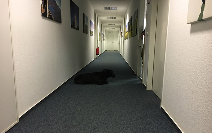 hund am arbeitsplatz