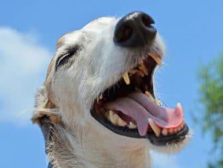 hund bellt - hunde bellen abgewöhnen