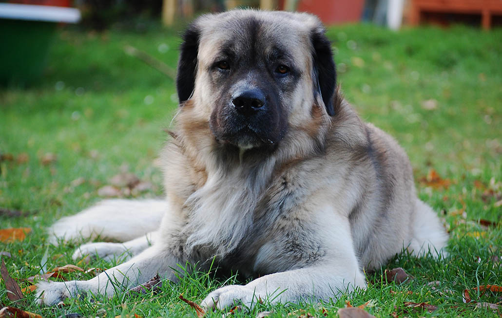 germanischer baerenhund fell