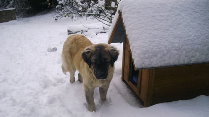 germanischer baerenhund portrait