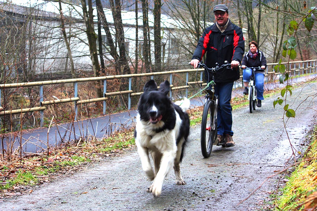 zughundeschule nrw dogscooter