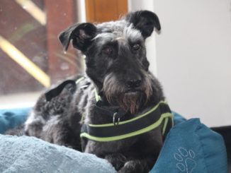 Hund in pulheim vermisst