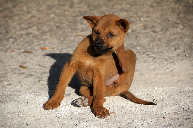 hund getreideallergie juckreiz