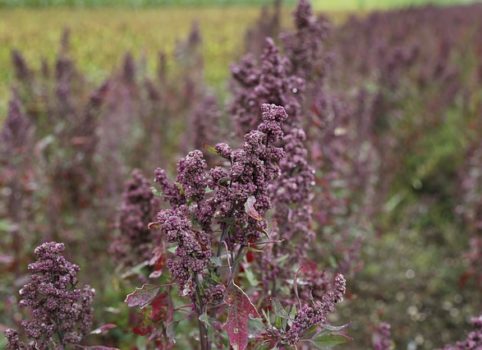 quinoa-getreide hundefutter