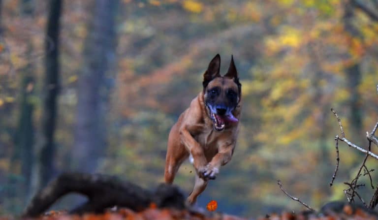 Tierabwehrspray Pfefferspray gegen Hunde Unsere Tipps