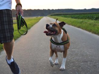 american staffordshire terrier