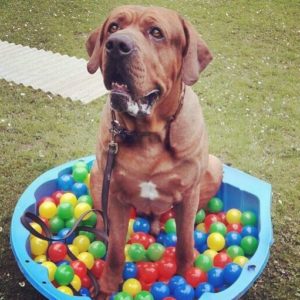 baellebad hundepool