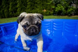 hundepool