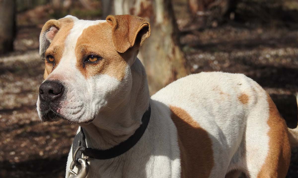 Bauchtasche American Pit Bull Terrier wechselbarer Patch Hunde Rasse Dogs 