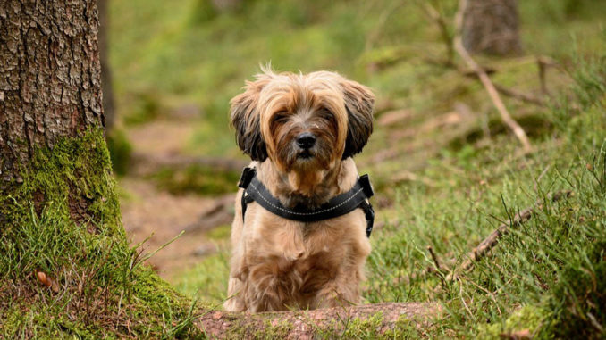 tibet terrier charakter