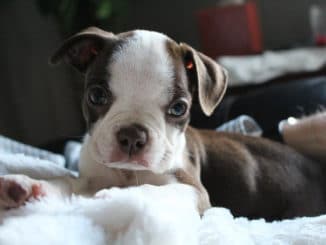 boston terrier