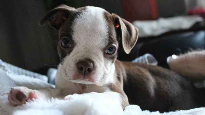 Boston Terrier boston terrier