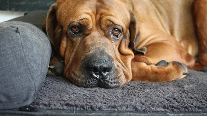 orthopaedisches hundebett xxl