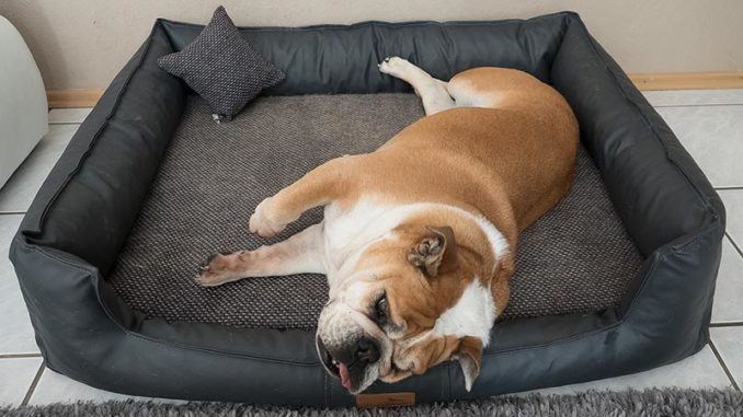 bequemes orthopädisches Hundebett
