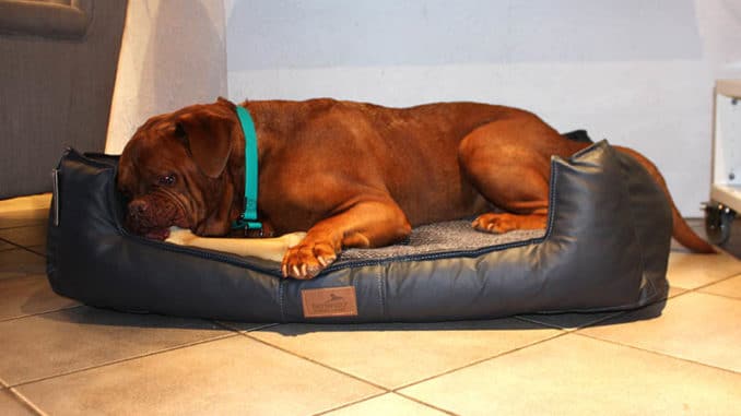 hundebett linus test