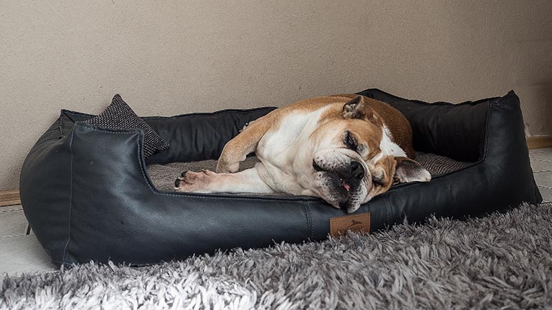 hundeleine leder geflochten Ferdinando Hundeleine  Lederleine von 2.8 Design fr Hunde