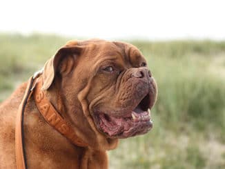 88+ Black American Bulldog Pitbull Mix