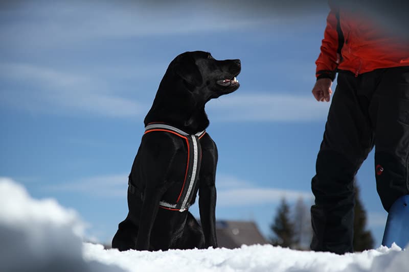 hund bergretter