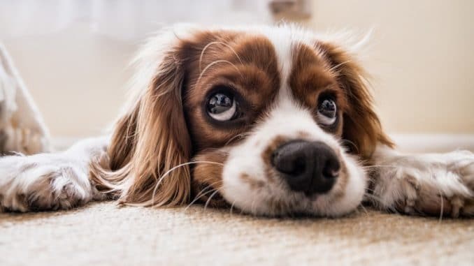 hunde op versicherung hunde op versicherung