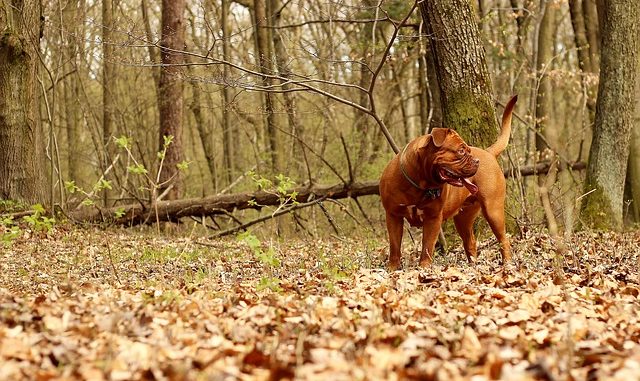 parasitenprophylaxe hund parasitenprophylaxe hund