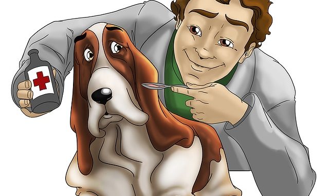 tierapotheke hund tierapotheke hund