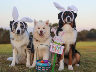 Drei Hunde als Osterhasen verkleidet in einer Reihe auf einem Feld; vor den Hunden steht ein Osterkorb mit bunten Eiern und einem „Happy Easter“-Schild