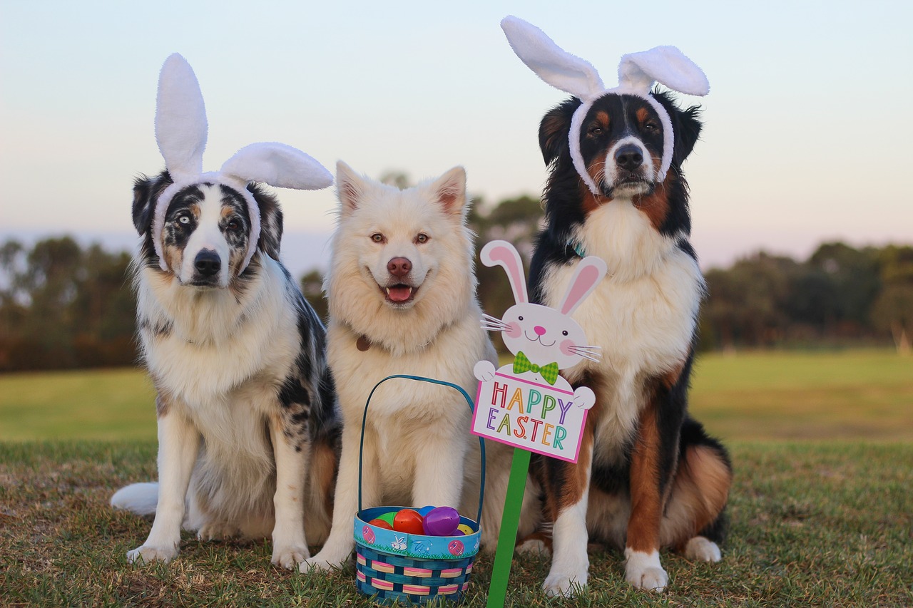 Drei Hunde als Osterhasen verkleidet in einer Reihe auf einem Feld; vor den Hunden steht ein Osterkorb mit bunten Eiern und einem „Happy Easter“-Schild