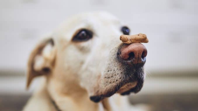 hunde leckerchen Hunde Leckerchen