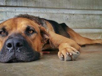 hund krankenversicherung