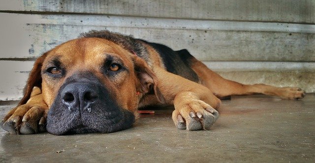 hund krankenversicherung hund krankenversicherung