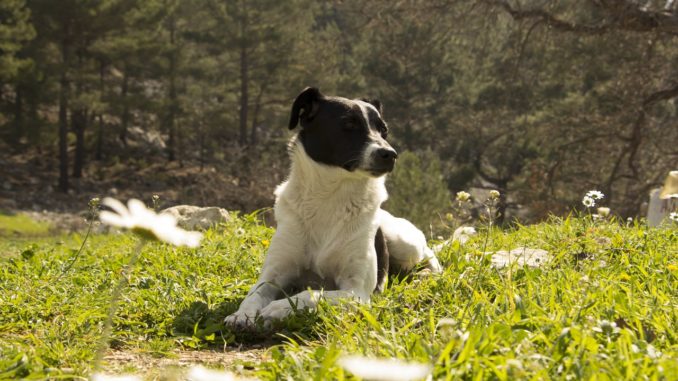gesundes futter hunde gesundes futter hunde