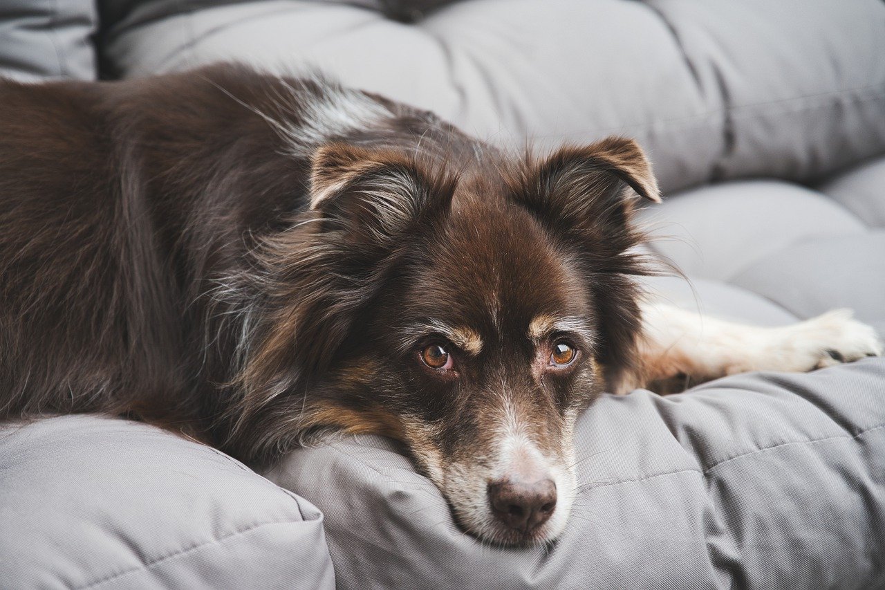 Schmerzen beim Hund schnelle Hilfe