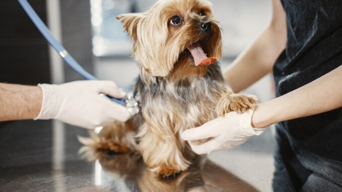 tierkrankenversicherung hund