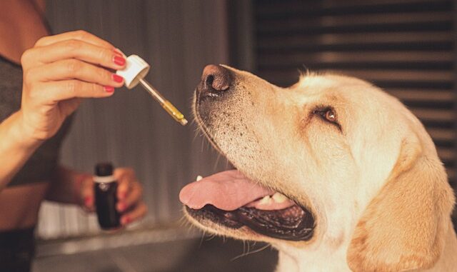cbd hund entspannung