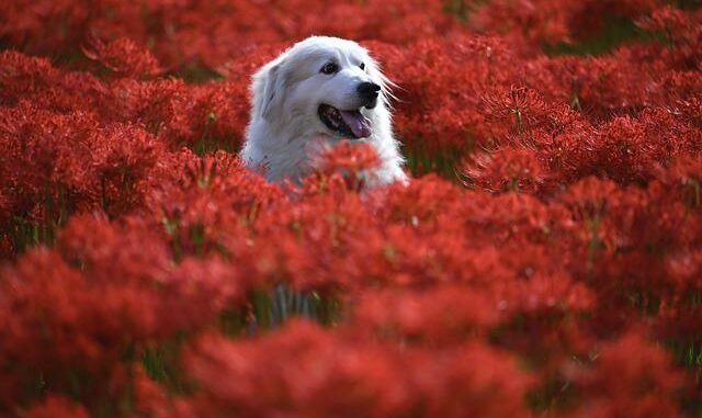 hund allergie